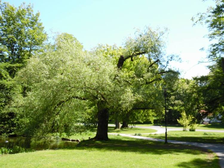 11393178_10152944052292883_6478363546114604658_n